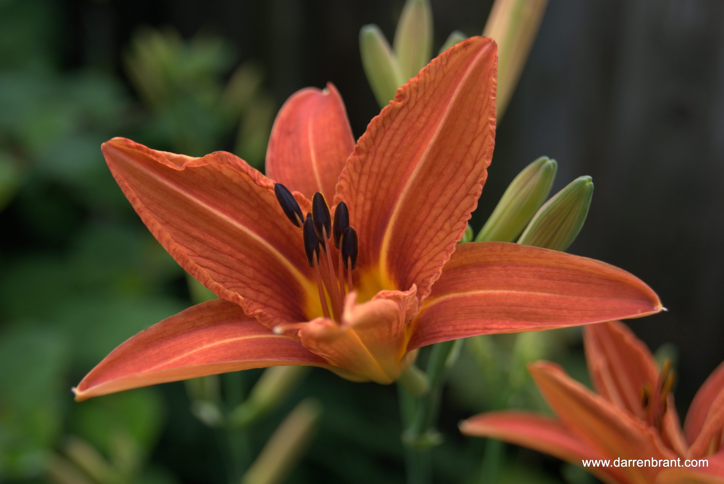 Daylilly